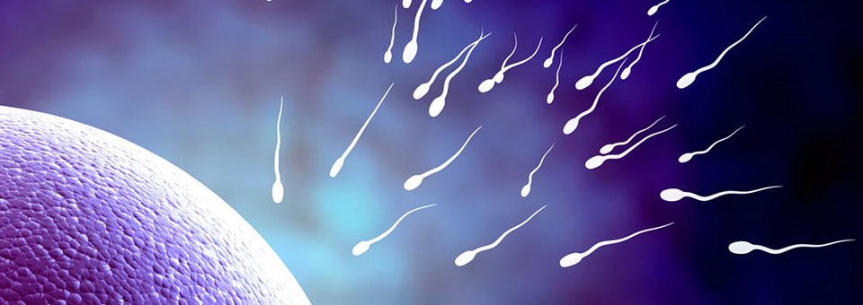 Beweglichkeit der Spermien