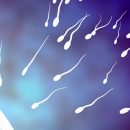Wie man die Beweglichkeit der Spermien erhöhen kann